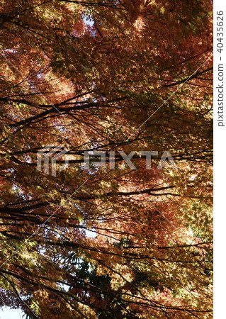 川口湖秋葉 40435626