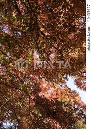 川口湖秋葉 40435627