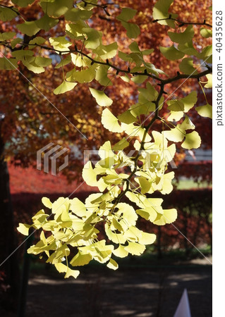 川口湖秋葉 川口湖秋葉 40435628