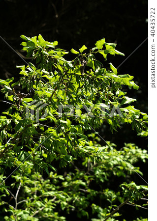 Black-winged oyster, after flower 40435722
