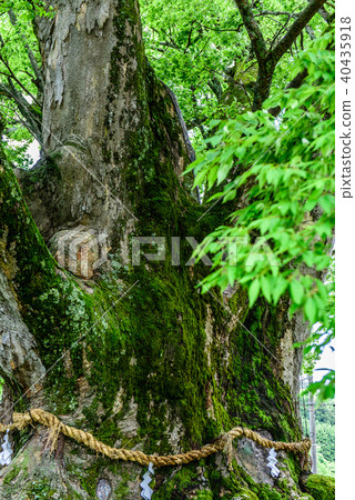 Fresh green image Fresh green image 40435918