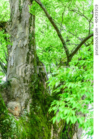 Fresh green image Fresh green image 40435919