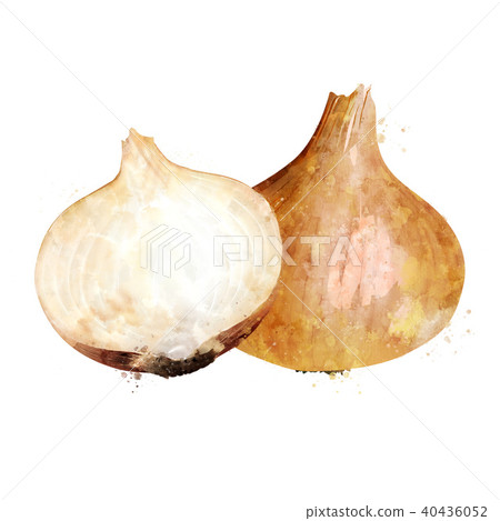 Onion on white background. Watercolor illustration 40436052