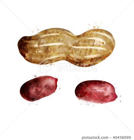 Peanut on white background. Watercolor illustration Peanut on white background. Watercolor illustration 40436099