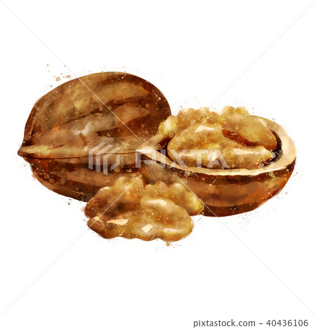 Walnut on white background. Watercolor illustration Walnut on white background. Watercolor illustration 40436106