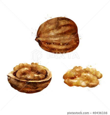 Walnut on white background. Watercolor illustration Walnut on white background. Watercolor illustration 40436108