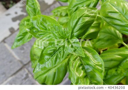 basil   40436208