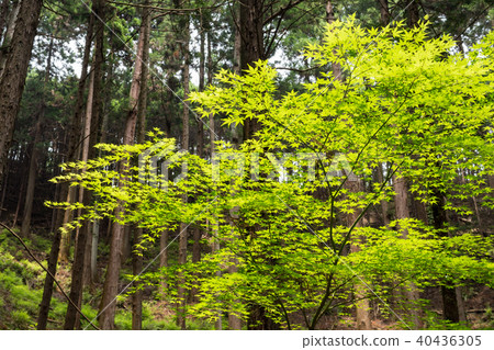 清新的青山 清新的青山 40436305