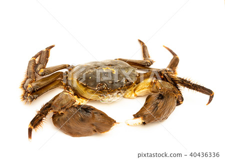 Mokugu crab 40436336