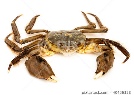 Mokugu crab 40436338