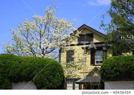 四月橫濱358美國山茱萸和外交官的房子，山手意大利山花園 40436484
