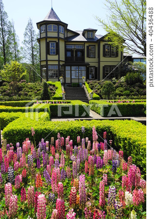 四月橫濱362羽扇豆和外交官的房子，山手意大利山花園 40436488