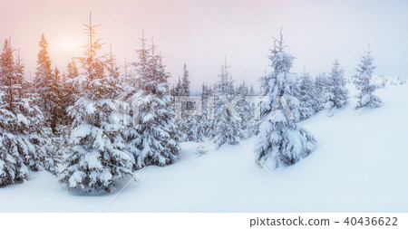 Winter landscape glowing by sunlight. Dramatic wintry scene. 40436622