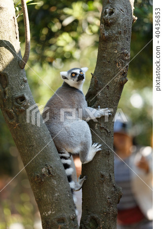 Wolverine lemur Wolverine lemur 40436853