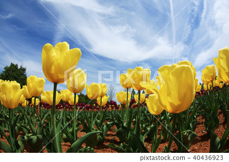 Churupppu 2395 40436923