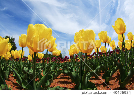 Churupppu 2396 40436924