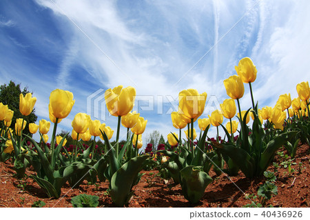 Chulip 2400 40436926