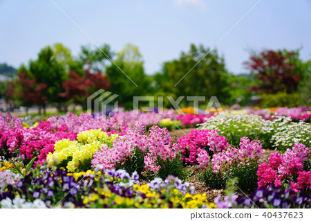 flower bed  40437623
