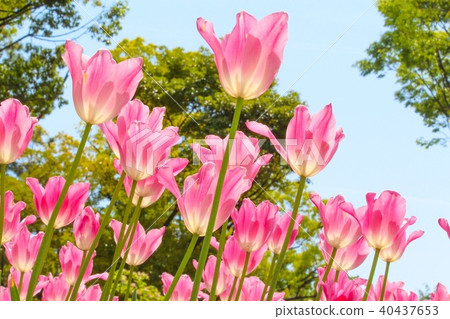 Tulip 40437653