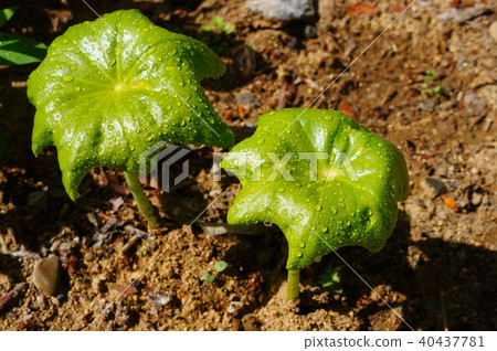 Bud of bud Bud of bud 40437781