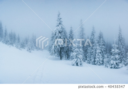 winter landscape trees in frost and fog. winter landscape trees in frost and fog. 40438347