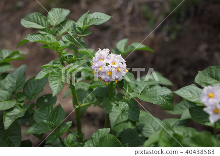 Potato flowers 40438583