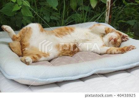 Sleeping tea cat 40438925