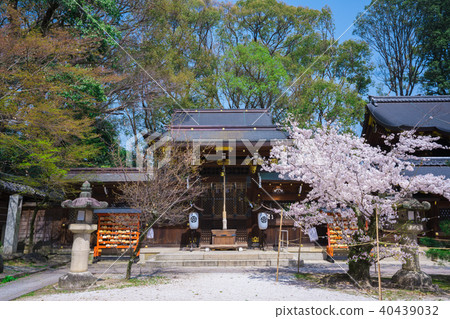 京都今宮神社櫻花 京都今宮神社櫻花 40439032