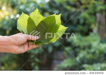 Kratom (Mitragyna speciosa) Mitragynine. Drugs and 40439449