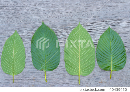 Kratom (Mitragyna speciosa) Mitragynine. Drugs and 40439450