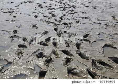 Tidal flat, Dongmak beach, Ganghwa-gun, Incheon Tidal flat, Dongmak beach, Ganghwa-gun, Incheon 40439695
