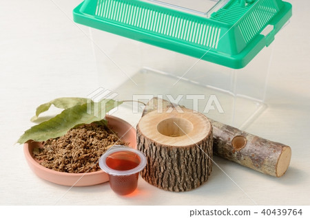 甲蟲和雄鹿甲蟲飼養物品 40439764