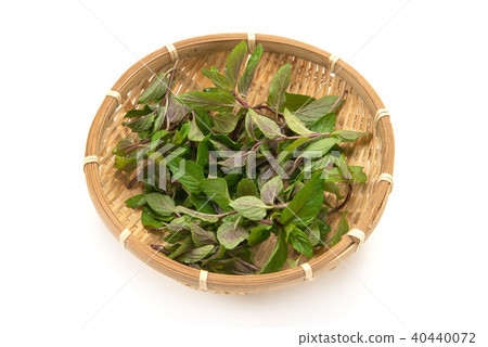 黑薄荷 黑薄荷 40440072