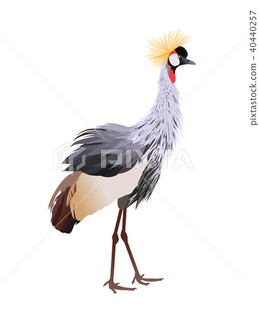 Black crowned crane (Balearica pavonina) standing. 40440257