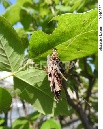 Helminth worm and its eating damage mark 40440281