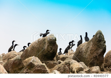 beach, bird, birds 40440377