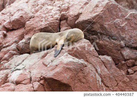 america, american, ballestas 40440387