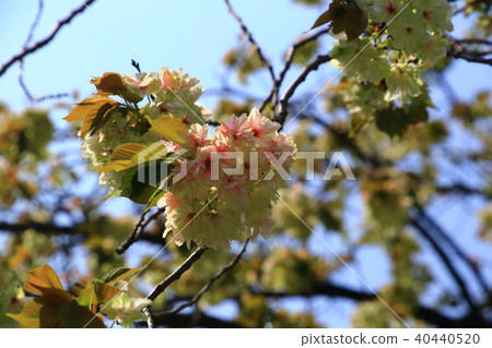 Yaezakura and blue sky Yaezakura and blue sky 40440520