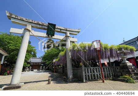 Hachiman Shrine in Kira-cho, Shiga Prefecture and wisteria flowers in full bloom Hachiman Shrine in Kira-cho, Shiga Prefecture and wisteria flowers in full bloom 40440694
