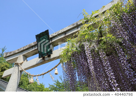 It is a torii and wisteria flower of the Hachiman Shrine in Kira-cho, Shiga Prefecture 40440798