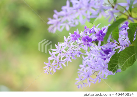 Purple Petrea racemosa flower 40440854