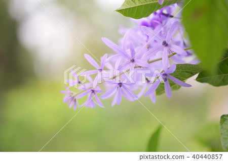 Purple Petrea racemosa flower Purple Petrea racemosa flower 40440857