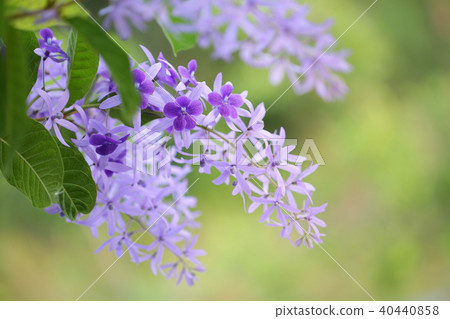 Purple Petrea racemosa flower Purple Petrea racemosa flower 40440858