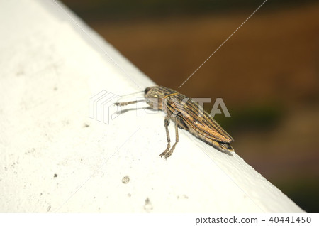 Ubatami mushi 40441450