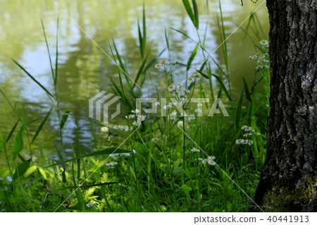 在水邊景觀 在水邊景觀 40441913