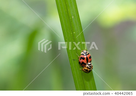 Natural background love making ladybugs couple on  40442065