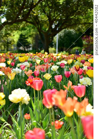Tulip field 40442082