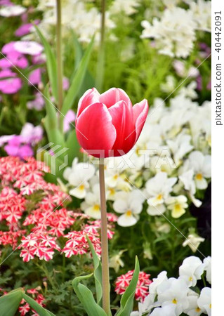 Red tulip Red tulip 40442091