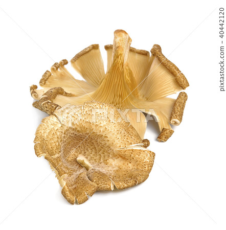 mushrooms isolated on white background 40442120