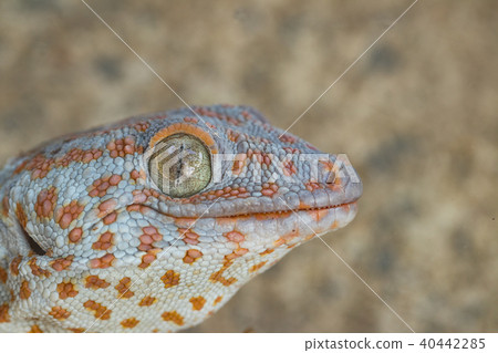 Close up head of a Tokay Gecko (Gecko gecko). Close up head of a Tokay Gecko (Gecko gecko). 40442285